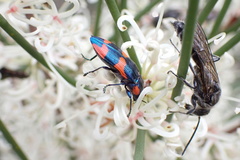 Castiarina grata