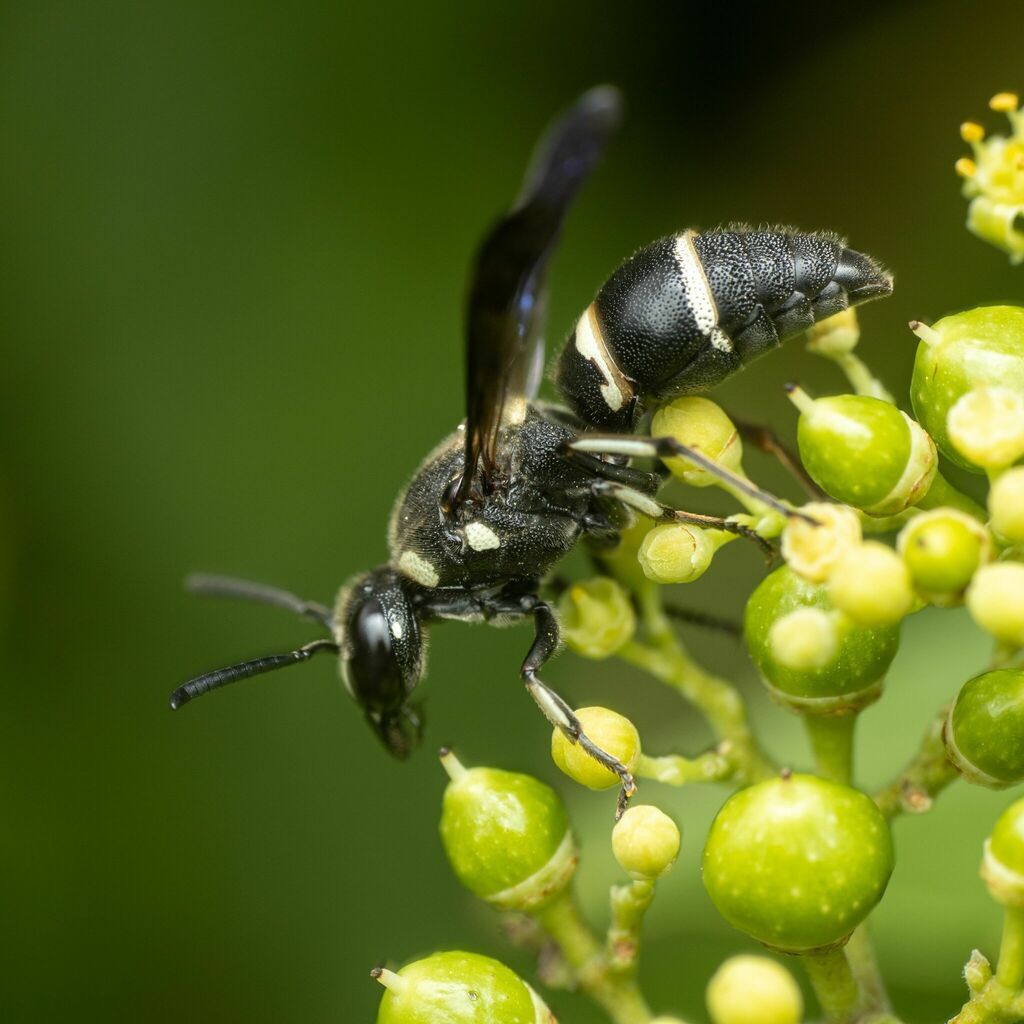 Euodynerus schwarzi