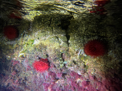 Lipophrys trigloides