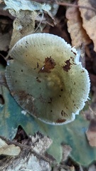 Russula parazurea