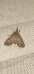 Dolicharthria daralis