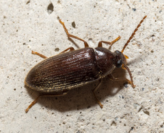 Hymenorus