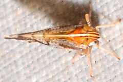 Liburniella ornata