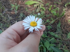 Bellis