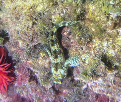 Lipophrys trigloides