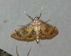 Pseudopyrausta marginalis