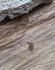 Agonopterix pulvipennella