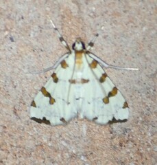 Conchylodes octonalis