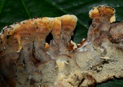 Punctularia strigosozonata