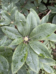 Rhododendron ponticum