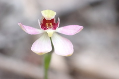 Caladenia pusilla