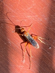 Tachypompilus unicolor