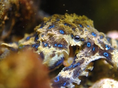 Hapalochlaena maculosa