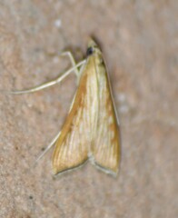 Antigastra catalaunalis