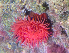 Actinia mediterranea