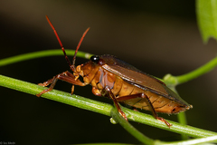 Heteroptera