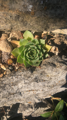 Sempervivum tectorum