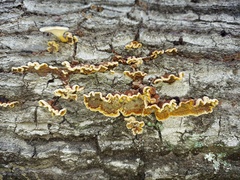 Punctularia strigosozonata