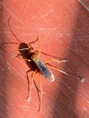 Tachypompilus unicolor