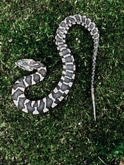 Nerodia sipedon pleuralis