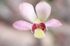 Caladenia pusilla