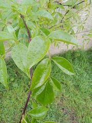 Pandorea jasminoides
