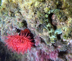 Lipophrys trigloides