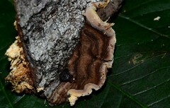 Punctularia strigosozonata