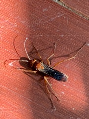 Tachypompilus unicolor