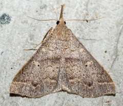 Renia discoloralis