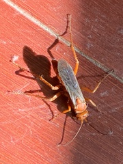 Tachypompilus unicolor