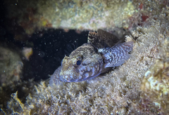 Gobius paganellus