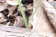 Caladenia pusilla