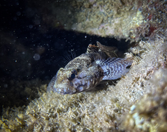 Gobius paganellus