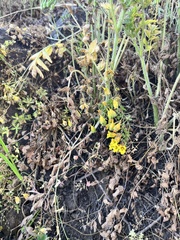 Tropaeolum brachyceras