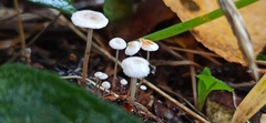Collybia