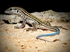 Aspidoscelis