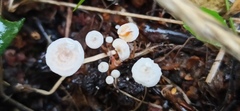 Collybia