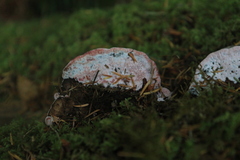 Rhodofomes cajanderi