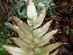 Blechnum