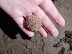 Lycoperdon echinatum