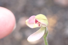 Caladenia pusilla