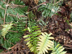 Blechnum