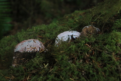 Rhodofomes cajanderi