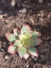 Aeonium percarneum