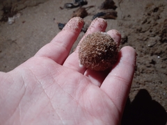 Lycoperdon echinatum