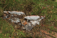 Rhodofomes cajanderi