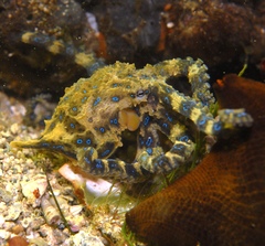 Hapalochlaena maculosa