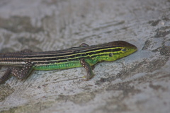 Cnemidophorus gaigei