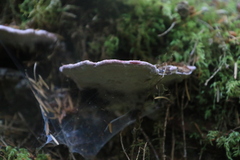 Rhodofomes cajanderi